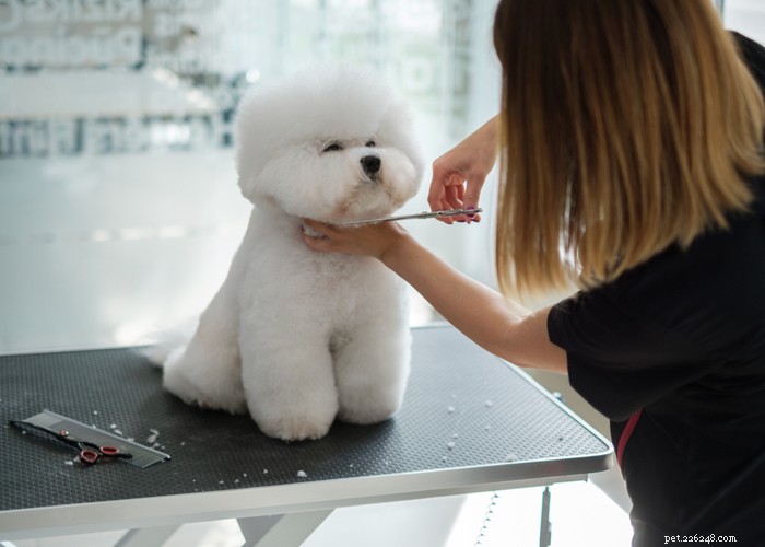 Bichon Frise: Charming, Energetic Companion Dog Profile