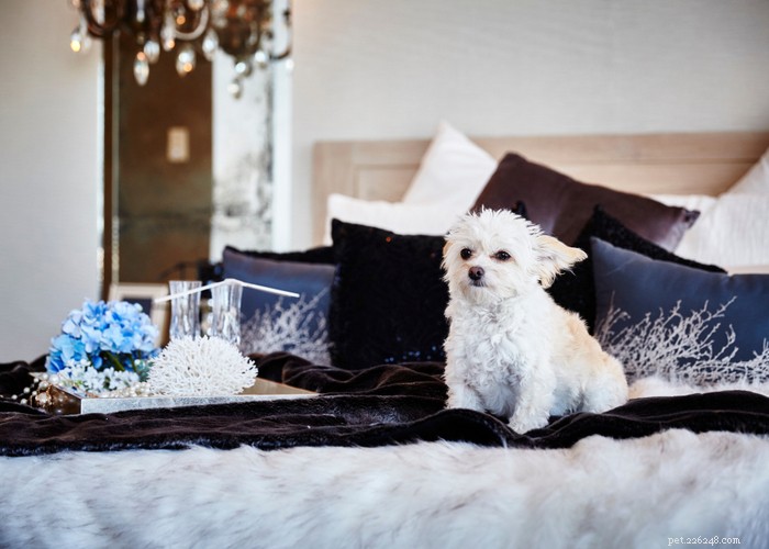 Bichon Frise: Charming, Energetic Companion Dog Profile