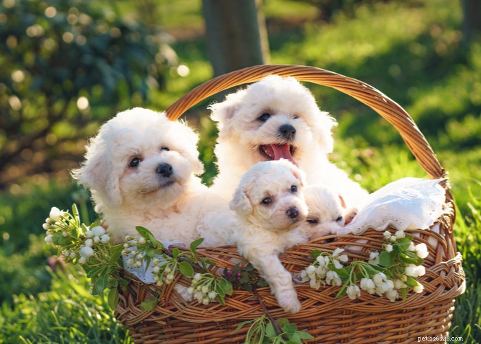 Bichon Frise: Charming, Energetic Companion Dog Profile
