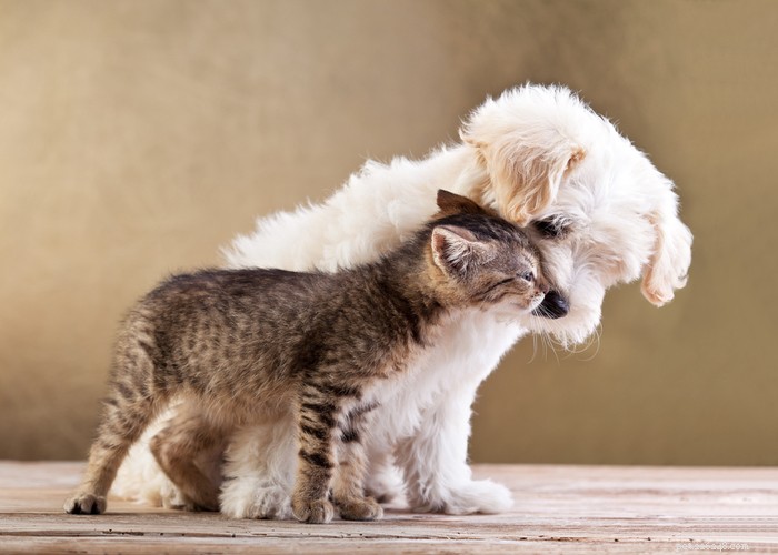 Bichon Frise: Charming, Energetic Companion Dog Profile