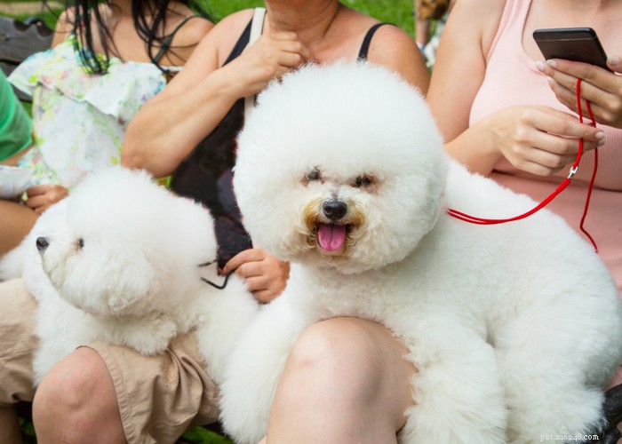Bichon Frise: Charming, Energetic Companion Dog Profile