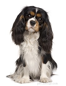 Cavalier King Charles Spaniel: Complete Breed Profile & Care Guide