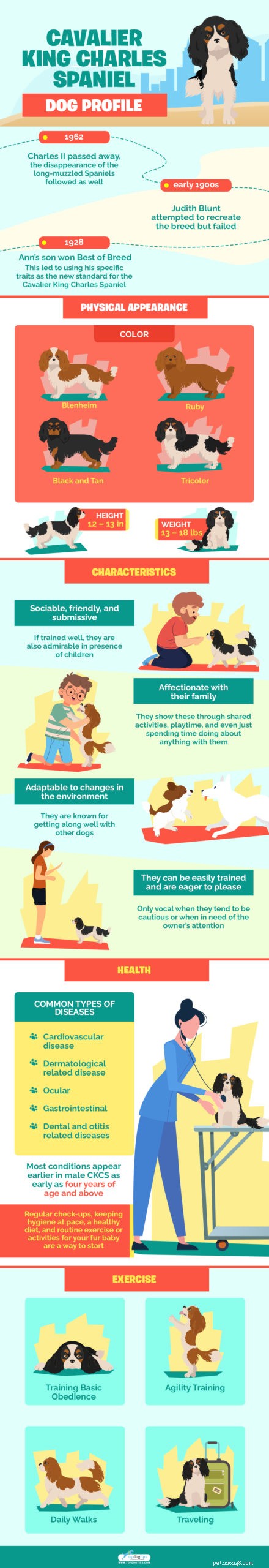 Cavalier King Charles Spaniel: Complete Breed Profile & Care Guide