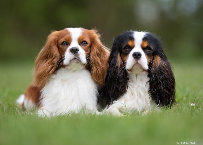 Cavalier King Charles Spaniel: Complete Breed Profile & Care Guide