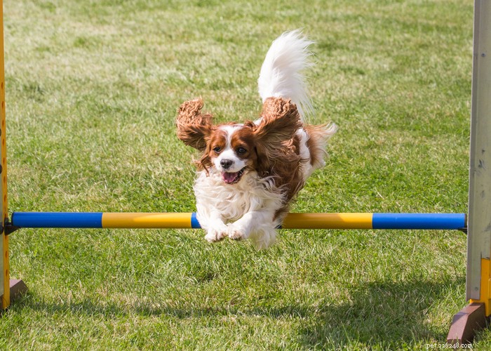 Cavalier King Charles Spaniel: Complete Breed Profile & Care Guide