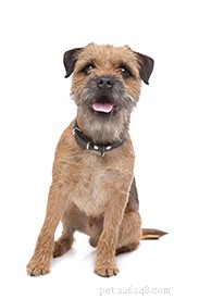 Border Terrier: Energetic, Affectionate Companion for Active Outdoor Lifestyles