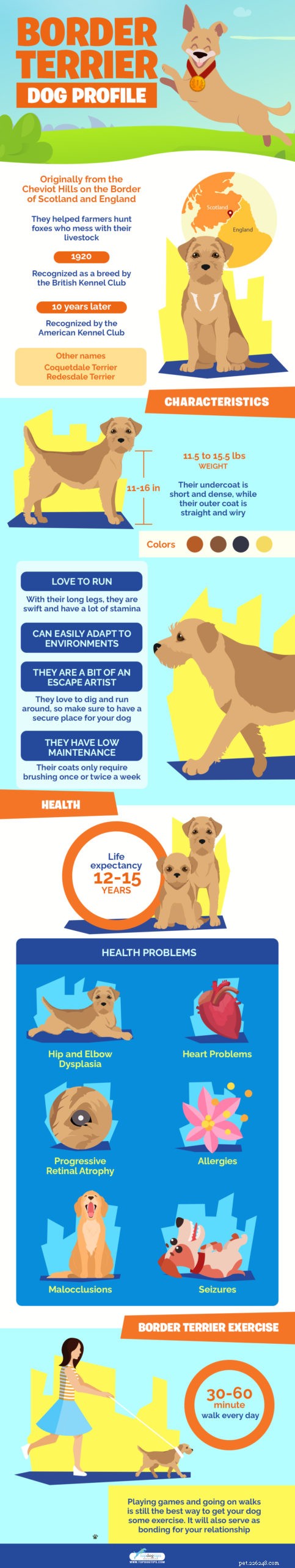Border Terrier: Energetic, Affectionate Companion for Active Outdoor Lifestyles