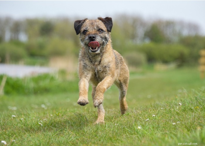 Border Terrier: Energetic, Affectionate Companion for Active Outdoor Lifestyles