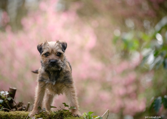 Border Terrier: Energetic, Affectionate Companion for Active Outdoor Lifestyles