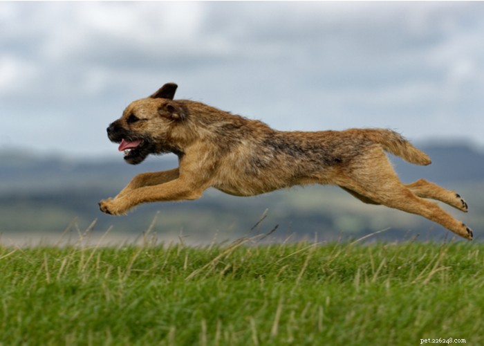 Border Terrier: Energetic, Affectionate Companion for Active Outdoor Lifestyles