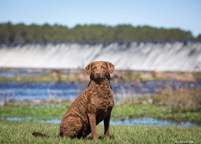 Chesapeake Bay Retriever: The Ultimate Waterfowl Hunting Dog