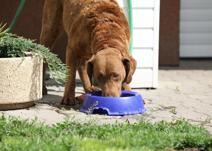 Chesapeake Bay Retriever: The Ultimate Waterfowl Hunting Dog