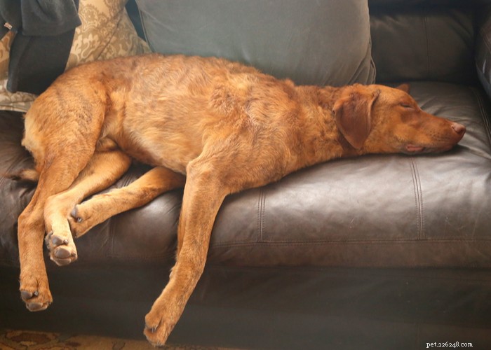 Chesapeake Bay Retriever: The Ultimate Waterfowl Hunting Dog