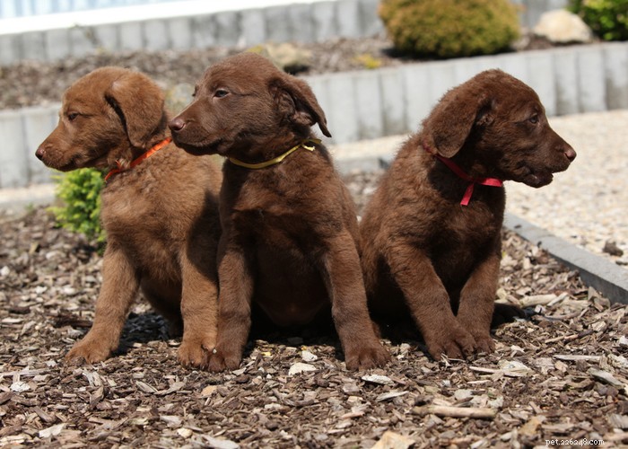 Chesapeake Bay Retriever: The Ultimate Waterfowl Hunting Dog