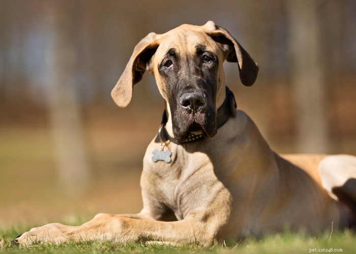 The Great Dane: A Gentle Giant’s Complete Breed Profile