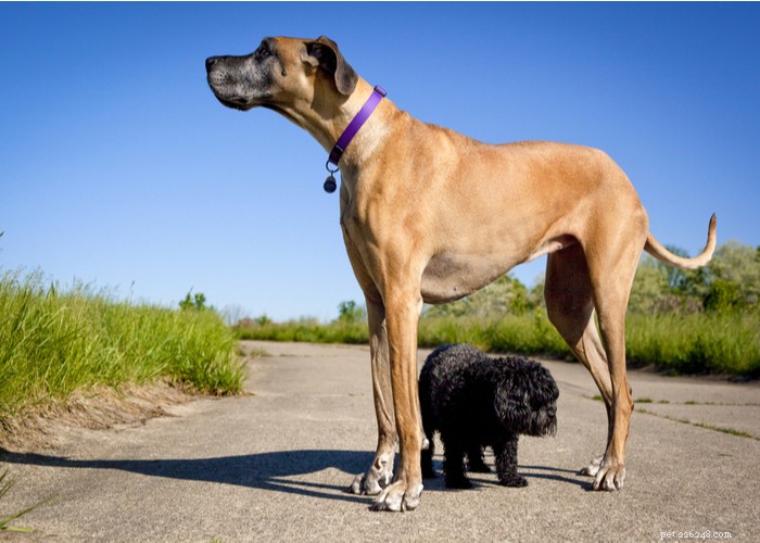 The Great Dane: A Gentle Giant’s Complete Breed Profile