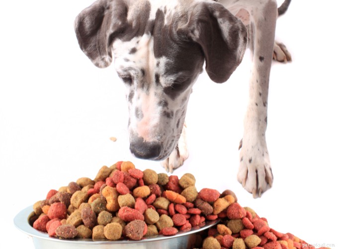 The Great Dane: A Gentle Giant’s Complete Breed Profile