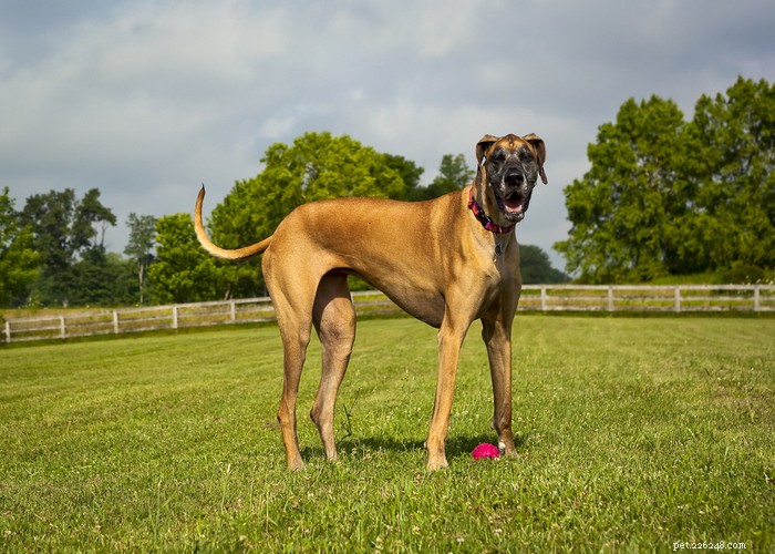 The Great Dane: A Gentle Giant’s Complete Breed Profile