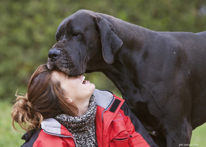 The Great Dane: A Gentle Giant’s Complete Breed Profile