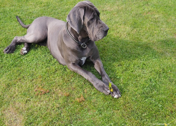 The Great Dane: A Gentle Giant’s Complete Breed Profile