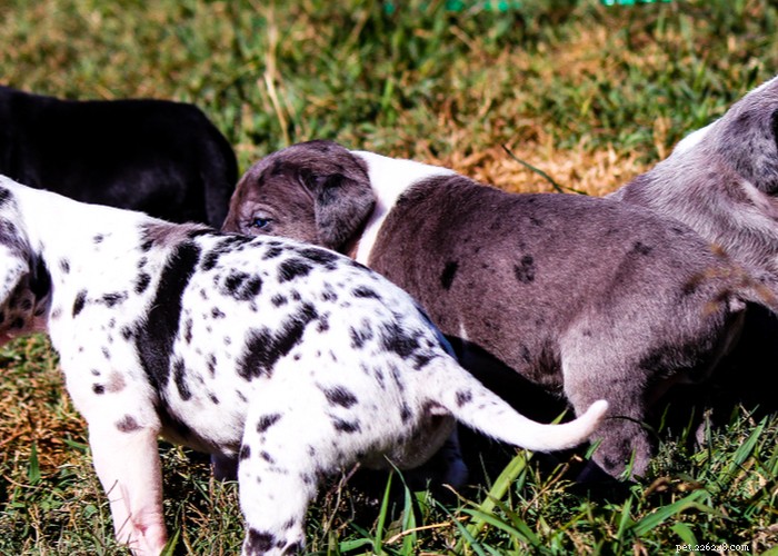 The Great Dane: A Gentle Giant’s Complete Breed Profile