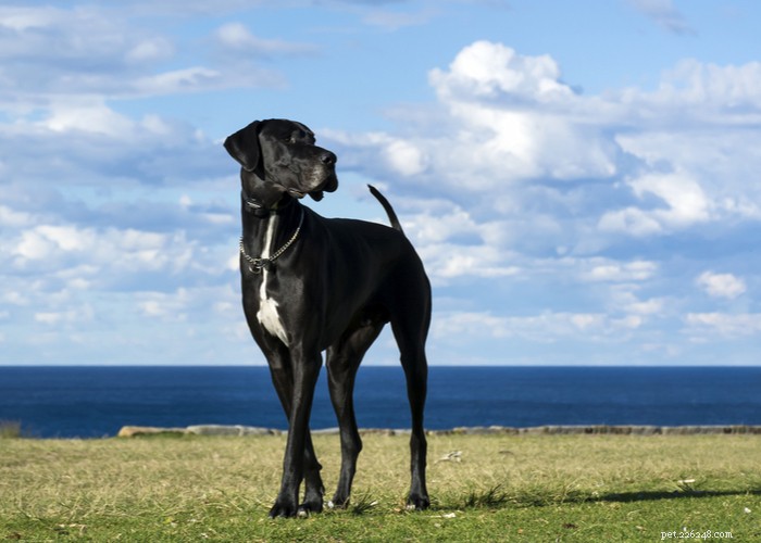 The Great Dane: A Gentle Giant’s Complete Breed Profile