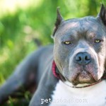 Top 4 Aggressive Dog Breeds Backed by Statistics