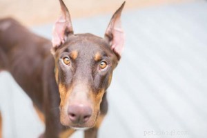 Top 4 Aggressive Dog Breeds Backed by Statistics