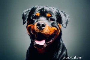 Top 4 Aggressive Dog Breeds Backed by Statistics