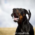 Top 4 Aggressive Dog Breeds Backed by Statistics