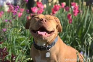 Top 4 Aggressive Dog Breeds Backed by Statistics