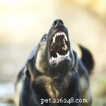Top 4 Aggressive Dog Breeds Backed by Statistics