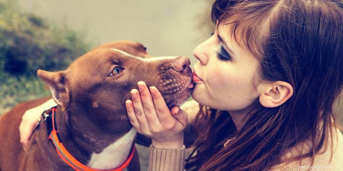 Top 4 Aggressive Dog Breeds Backed by Statistics