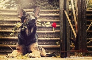 Top 4 Aggressive Dog Breeds Backed by Statistics