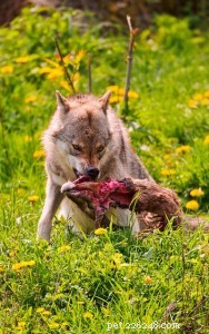 Op-Ed: A Confession – I Gave My Sister a Wolf‑Dog Hybrid