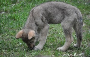 Op-Ed: A Confession – I Gave My Sister a Wolf‑Dog Hybrid