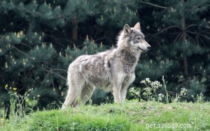Op-Ed: A Confession – I Gave My Sister a Wolf‑Dog Hybrid