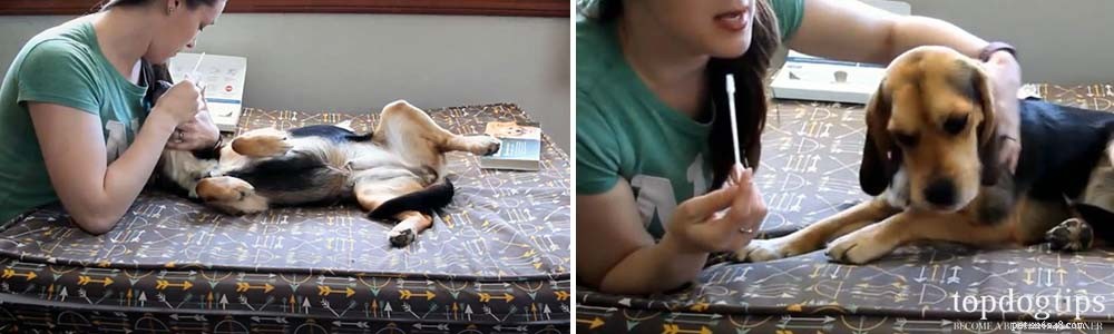 Top 5 Reliable Dog DNA Tests for Accurate Breed & Health Insights