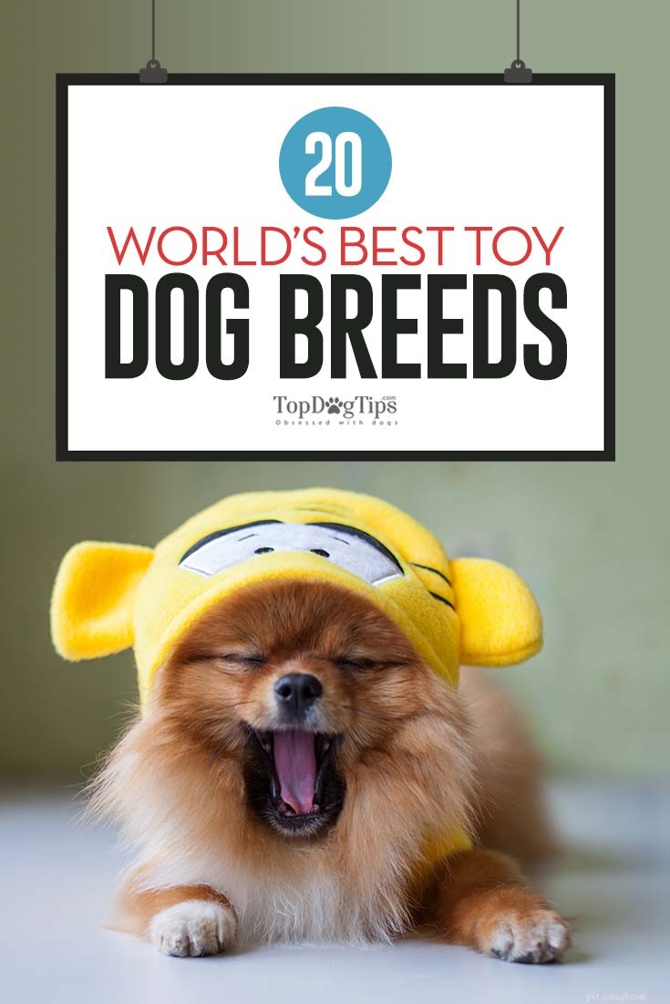 Top 20 Toy Dog Breeds: Small, Friendly, Low‑Bark Companions