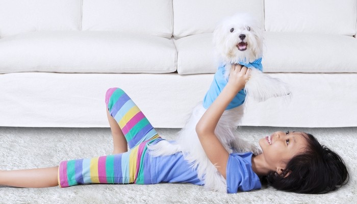 Top 20 Toy Dog Breeds: Small, Friendly, Low‑Bark Companions