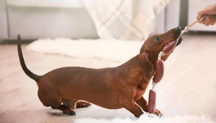 Top 20 Toy Dog Breeds: Small, Friendly, Low‑Bark Companions