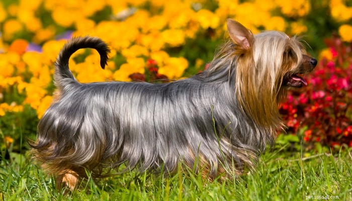 Top 20 Toy Dog Breeds: Small, Friendly, Low‑Bark Companions