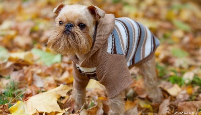Top 20 Toy Dog Breeds: Small, Friendly, Low‑Bark Companions