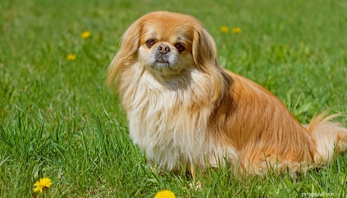 Top 20 Toy Dog Breeds: Small, Friendly, Low‑Bark Companions