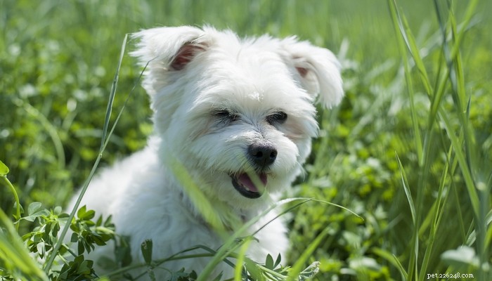 Top 20 Toy Dog Breeds: Small, Friendly, Low‑Bark Companions