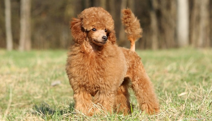 Top 20 Toy Dog Breeds: Small, Friendly, Low‑Bark Companions