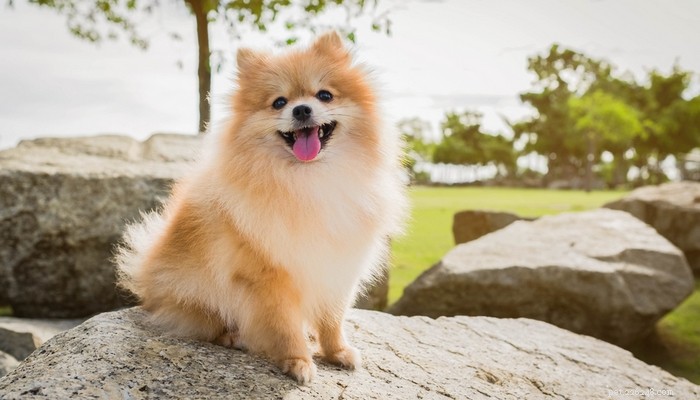 Top 20 Toy Dog Breeds: Small, Friendly, Low‑Bark Companions