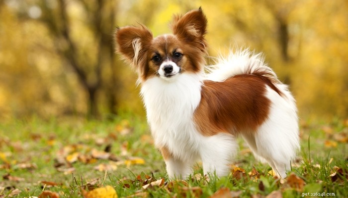 Top 20 Toy Dog Breeds: Small, Friendly, Low‑Bark Companions