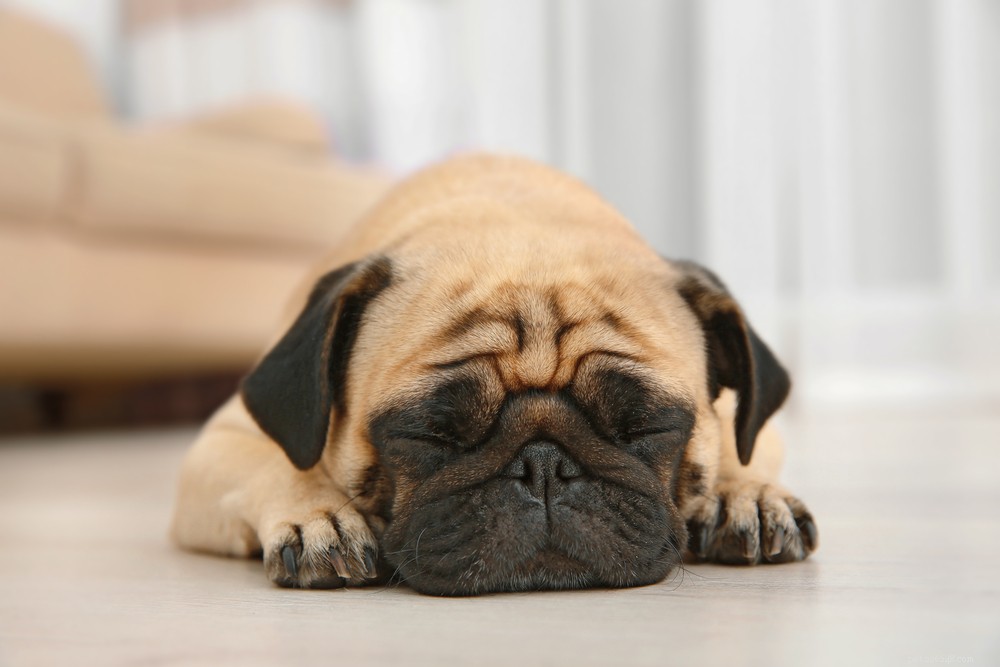 Top 20 Toy Dog Breeds: Small, Friendly, Low‑Bark Companions
