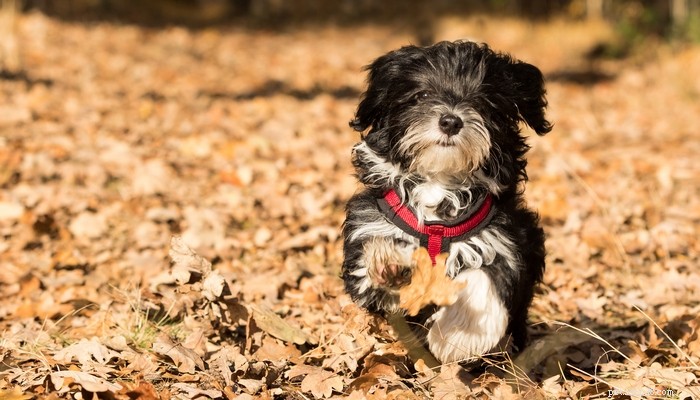 Top 20 Toy Dog Breeds: Small, Friendly, Low‑Bark Companions